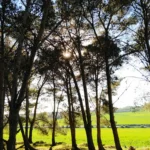 Raw Nature